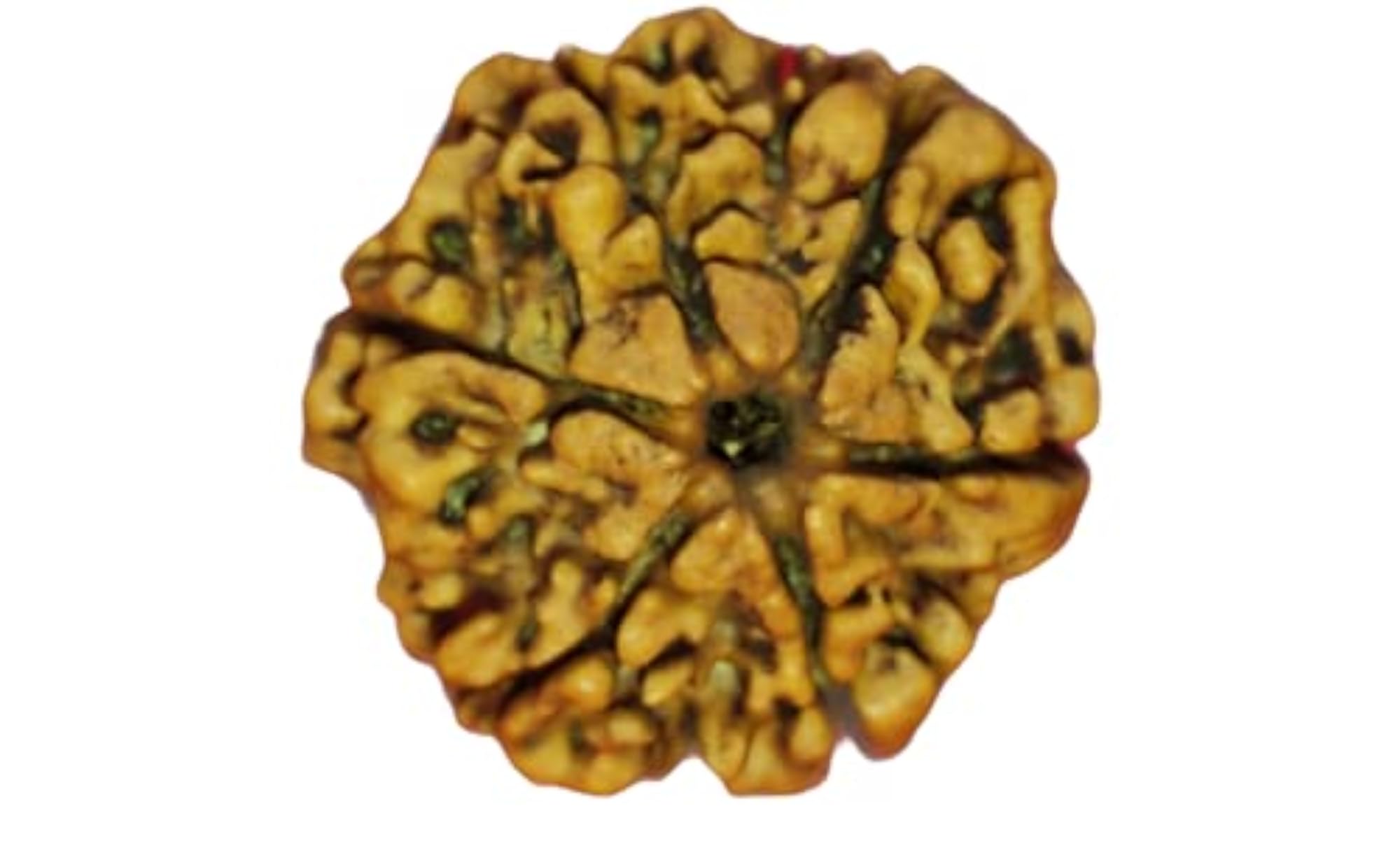 Certified 6 Mukhi Nepali Rudraksha Bead